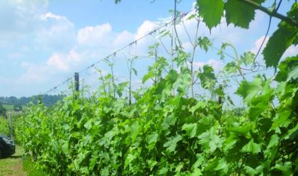 Immagine News - vino-ecco-alcune-soluzioni-green-per-la-viticultura-del-futuro-pensate-da-aziende-ed-enti-di-ricerca