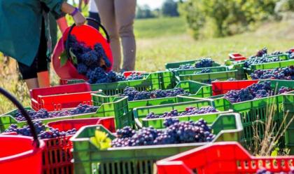 Immagine News - ravenna-65-milioni-a-sostegno-delle-imprese-vitivinicole-della-regione