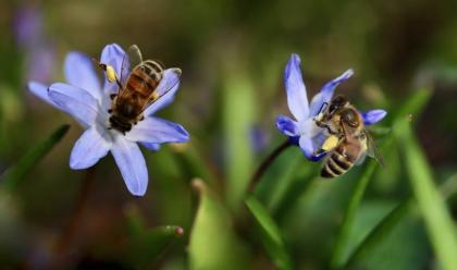 ravenna-la-cassa-a-sostegno-di-un-progetto-per-sostenere-le-api