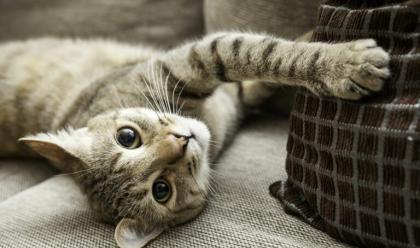 come-far-vivere-bene-il-vostro-gatto-in-casa.-i-consigli-della-veterinaria-raffaella-ghetti