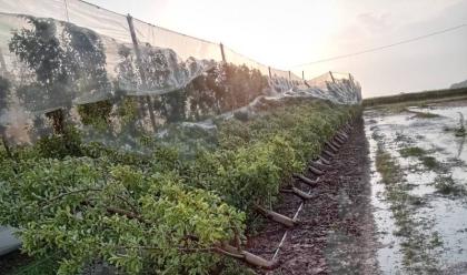 maltempo-in-romagna-le-grandinate-e-il-vento-hanno-compromesso-i-raccolti.-parlano-betti-confagricoltura-misirocchi-cia-dalmonte-coldiretti