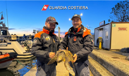 Immagine News - guardia-costiera-recuperata-tartaruga-caretta-caretta-nel-porto-canale-di-ravenna