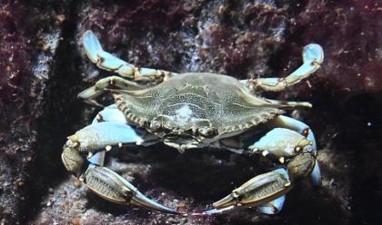 Immagine News - sos-granchio-blu-in-emilia-romagna-produzione-di-vongole-flagellata