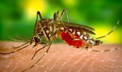 Immagine News - ravenna-lausl-romagna-segnala-un-caso-di-dengue-una-persona-proveniente-dallestero-transitata-un-giorno-in-citt