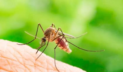 Immagine News - ausl-romagna-un-nuovo-caso-di-dengue-rilevato-a-cervia-su-una-persona-rientrata-dallestero