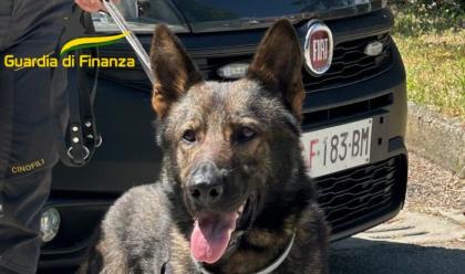 Immagine News - ravenna-controlli-della-squadra-cinofili-gdf-permettono-arresto-di-uno-spacciatore-in-stazione